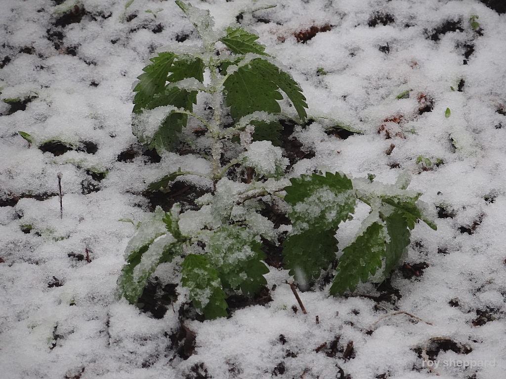 Mother's Day snow May 10, 2015 Jamestown, ND  - CSi Photos